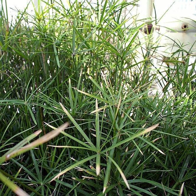 Cyperus alternifolius 'gracilis' ~ Miniature Umbrella Plant-ServeScape