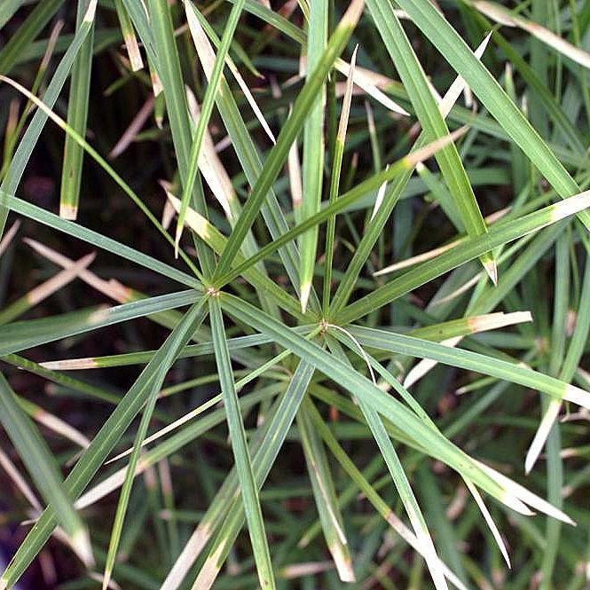 Cyperus alternifolius 'gracilis' ~ Miniature Umbrella Plant - Delivered By ServeScape