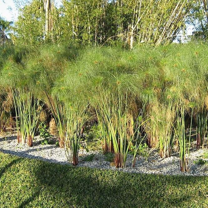 Cyperus papyrus ~ Giant Papayrus, Egyptian Papayrus-ServeScape