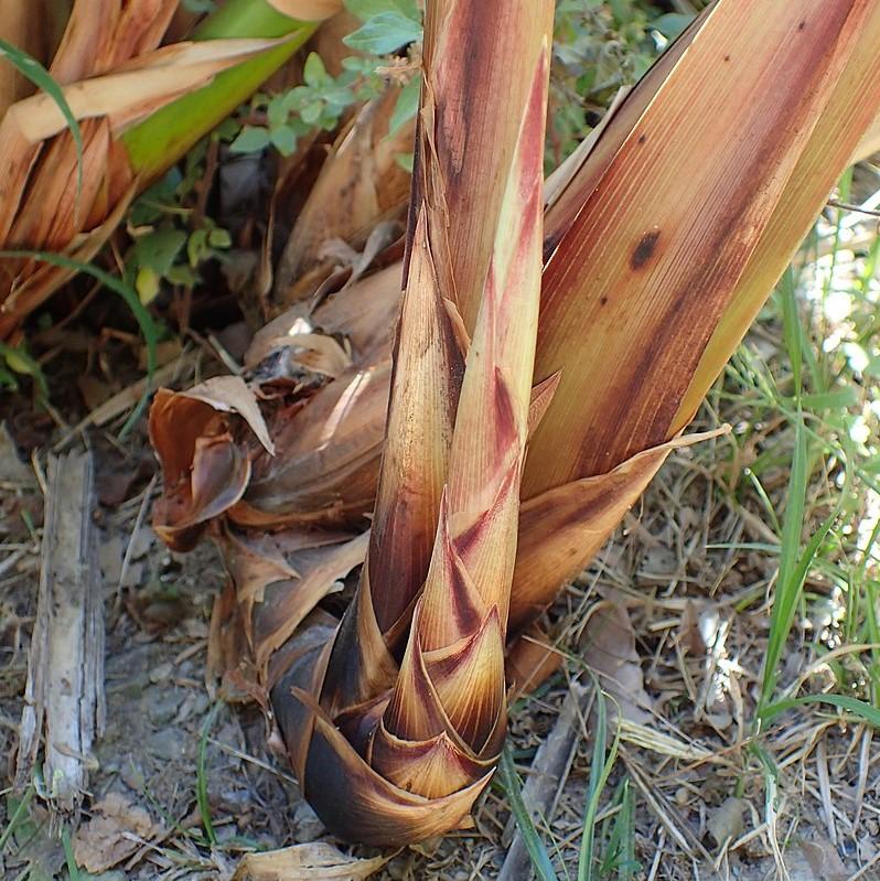 Cyperus papyrus ~ Giant Papayrus, Egyptian Papayrus-ServeScape
