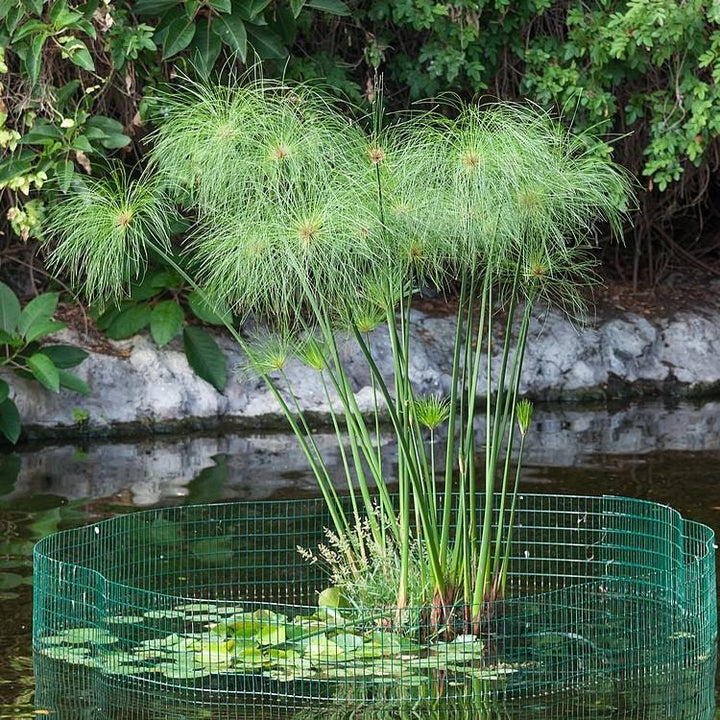 Cyperus papyrus ~ Giant Papayrus, Egyptian Papayrus-ServeScape