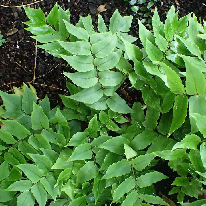 Cyrtomium falcatum ~ Japanese Holly Fern-ServeScape