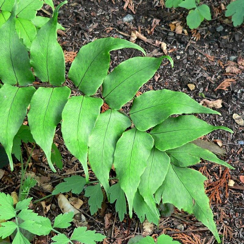 Cyrtomium falcatum ~ Japanese Holly Fern-ServeScape