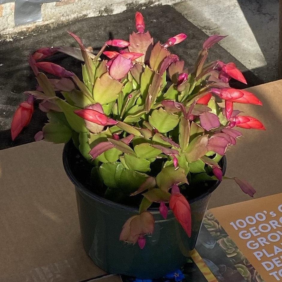 Schlumbergera bridgesii ~ Christmas Cactus-ServeScape