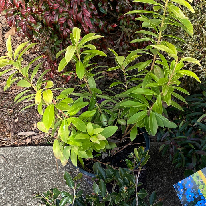 Illicium parviflorum 'PIIIP-I' ~ BANANAPPEAL® Yellow Anise-ServeScape