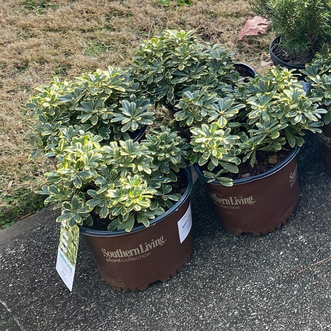 Pittosporum tobira 'CNI Three' ~ Mojo® Dwarf Pittosporum, Mock Orange-ServeScape