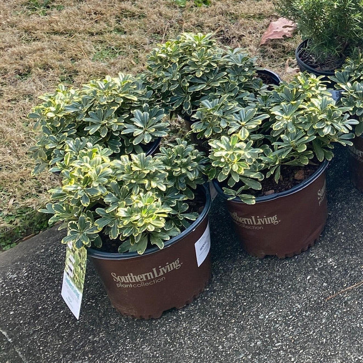 Pittosporum tobira 'CNI Three' ~ Mojo® Dwarf Pittosporum, Mock Orange-ServeScape