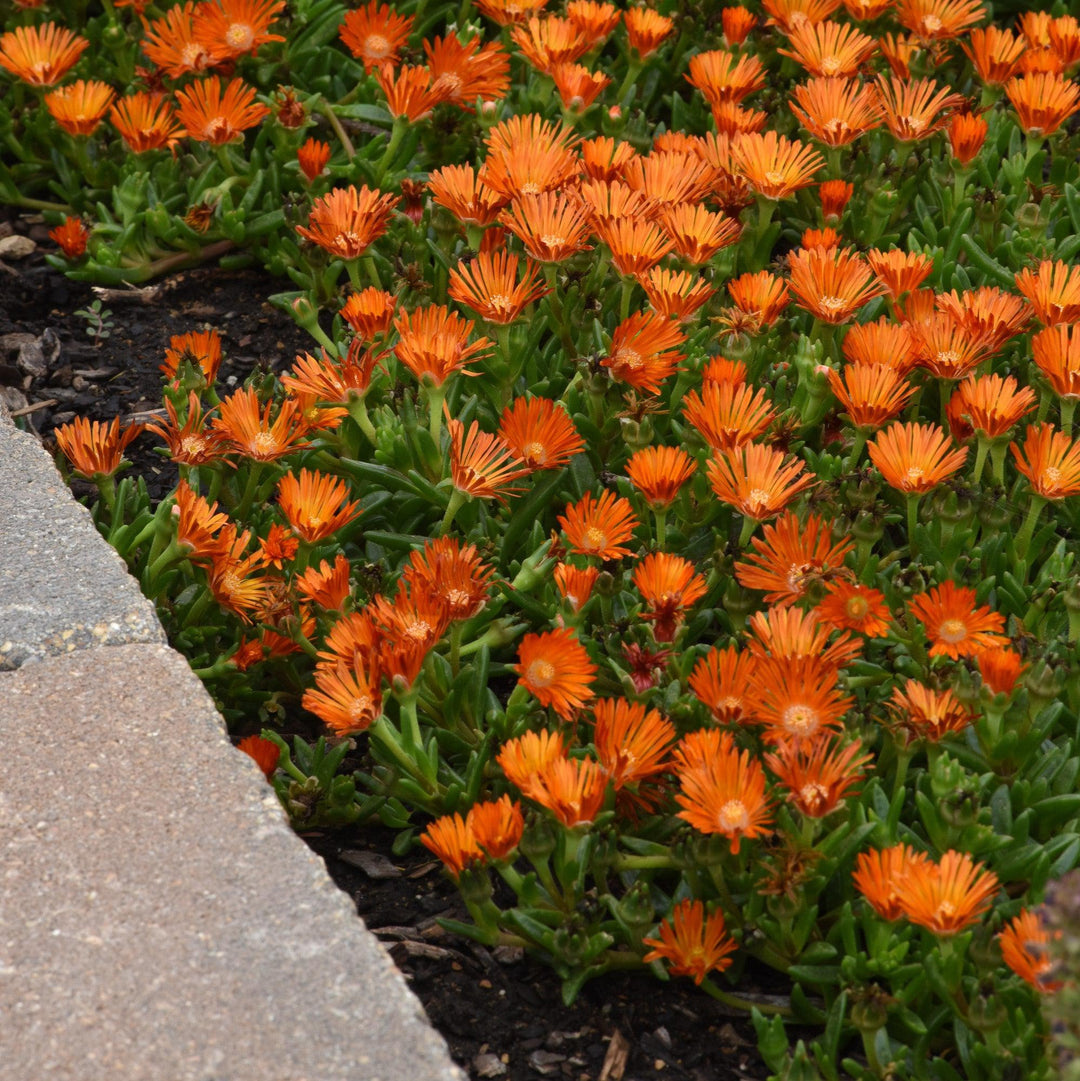 Delosperma hybrida 'T18-2' ~ Ocean Sunset™ Orange Vibe Ice Plant-ServeScape