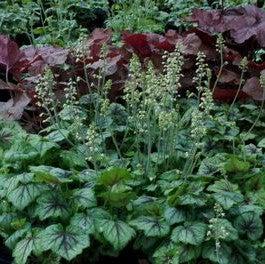 Heucherella 'Blue Ridge' ~ Blue Ridge Coral Bells, Alumroot-ServeScape
