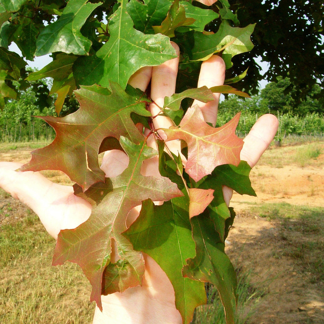 Quercus nuttallii ‘QNMTF’ ~ Tytlest® Nuttall Oak-ServeScape