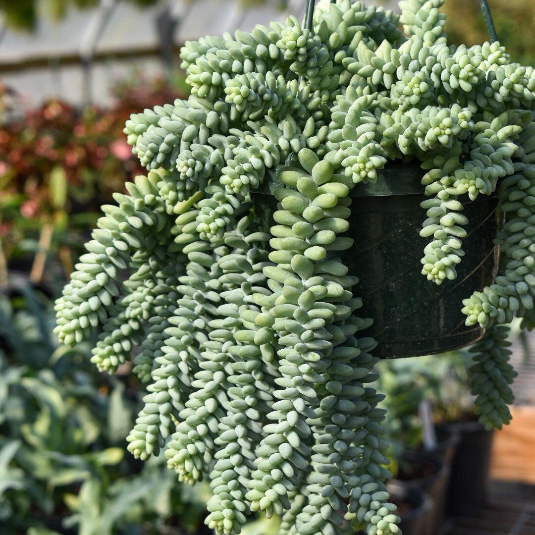 Sedum Morganianum ~ Burro’s Tail-ServeScape