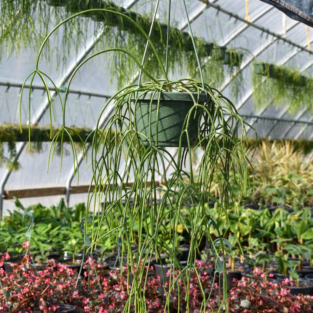 Rhipsalis Baccifera ~ Mistletoe Cactus-ServeScape