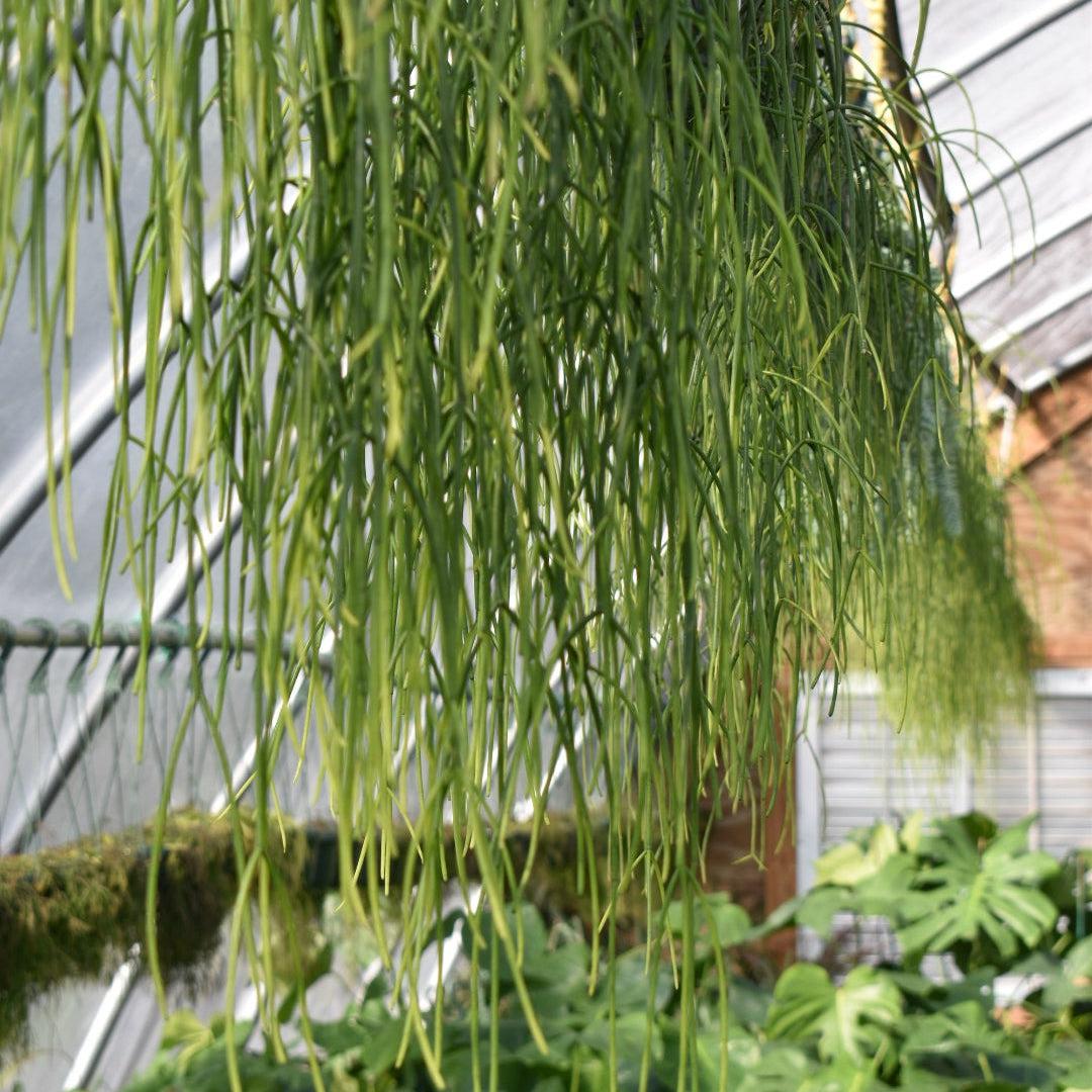 Rhipsalis Baccifera ~ Mistletoe Cactus-ServeScape