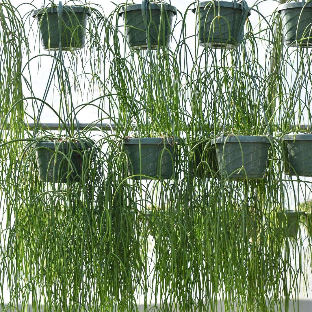 Rhipsalis Baccifera ~ Mistletoe Cactus-ServeScape