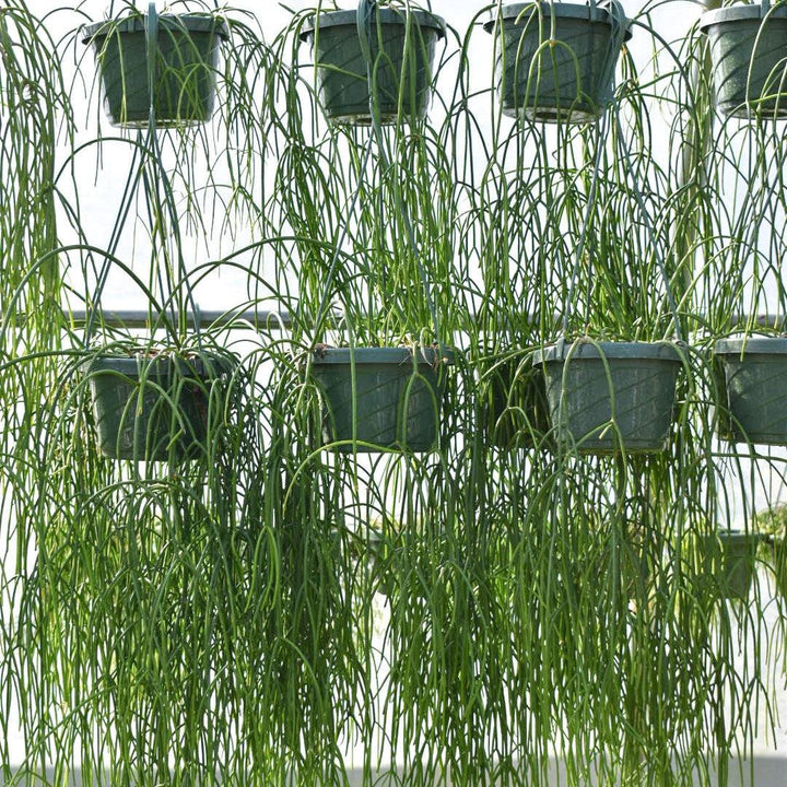 Rhipsalis Baccifera ~ Mistletoe Cactus-ServeScape