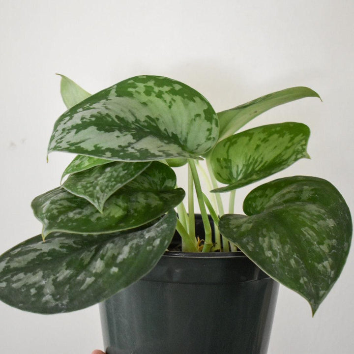 Scindapsus Pictus 'Silver Splash' ~ Scindapsus 'Silver Splash'-ServeScape
