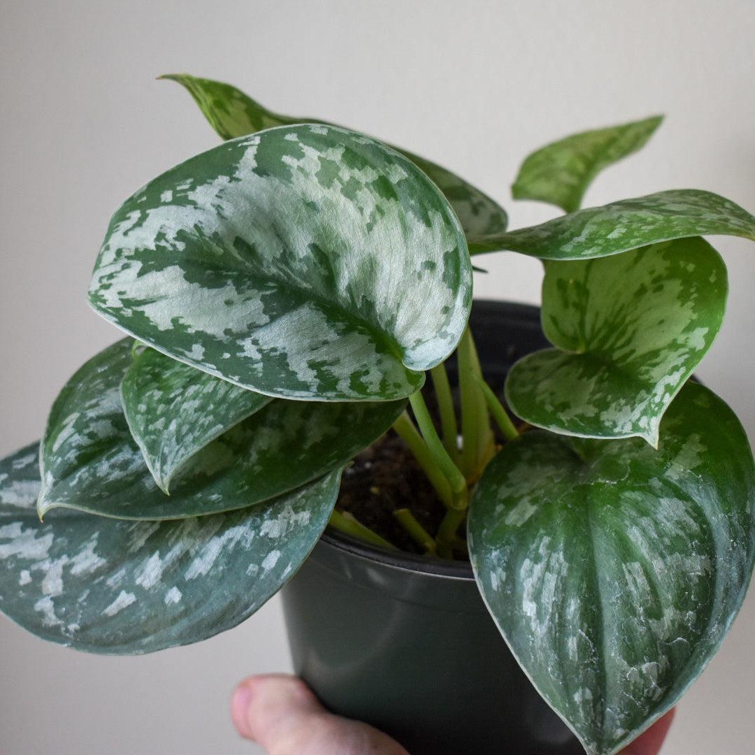 Scindapsus Pictus 'Silver Splash' ~ Scindapsus 'Silver Splash'-ServeScape