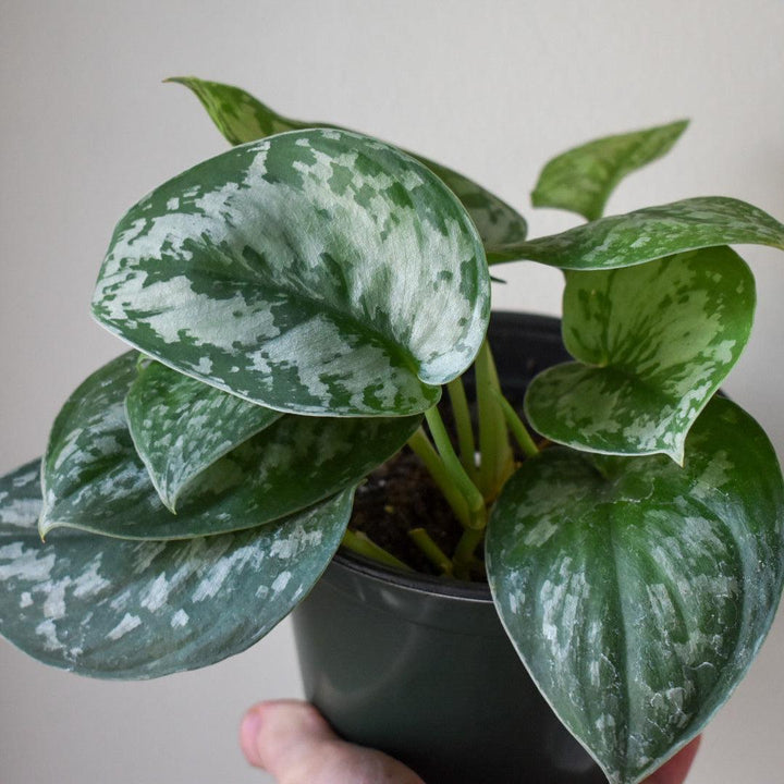 Scindapsus Pictus 'Silver Splash' ~ Scindapsus 'Silver Splash'-ServeScape