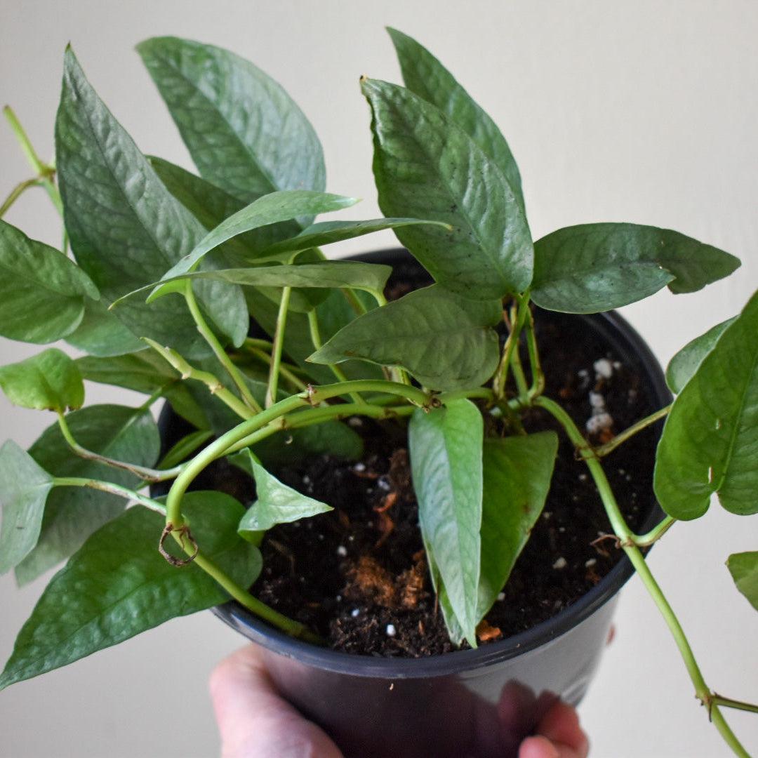 Epipremnum Pinnatum ‘Cebu Blue’ ~ Pothos Cebu Blue-ServeScape