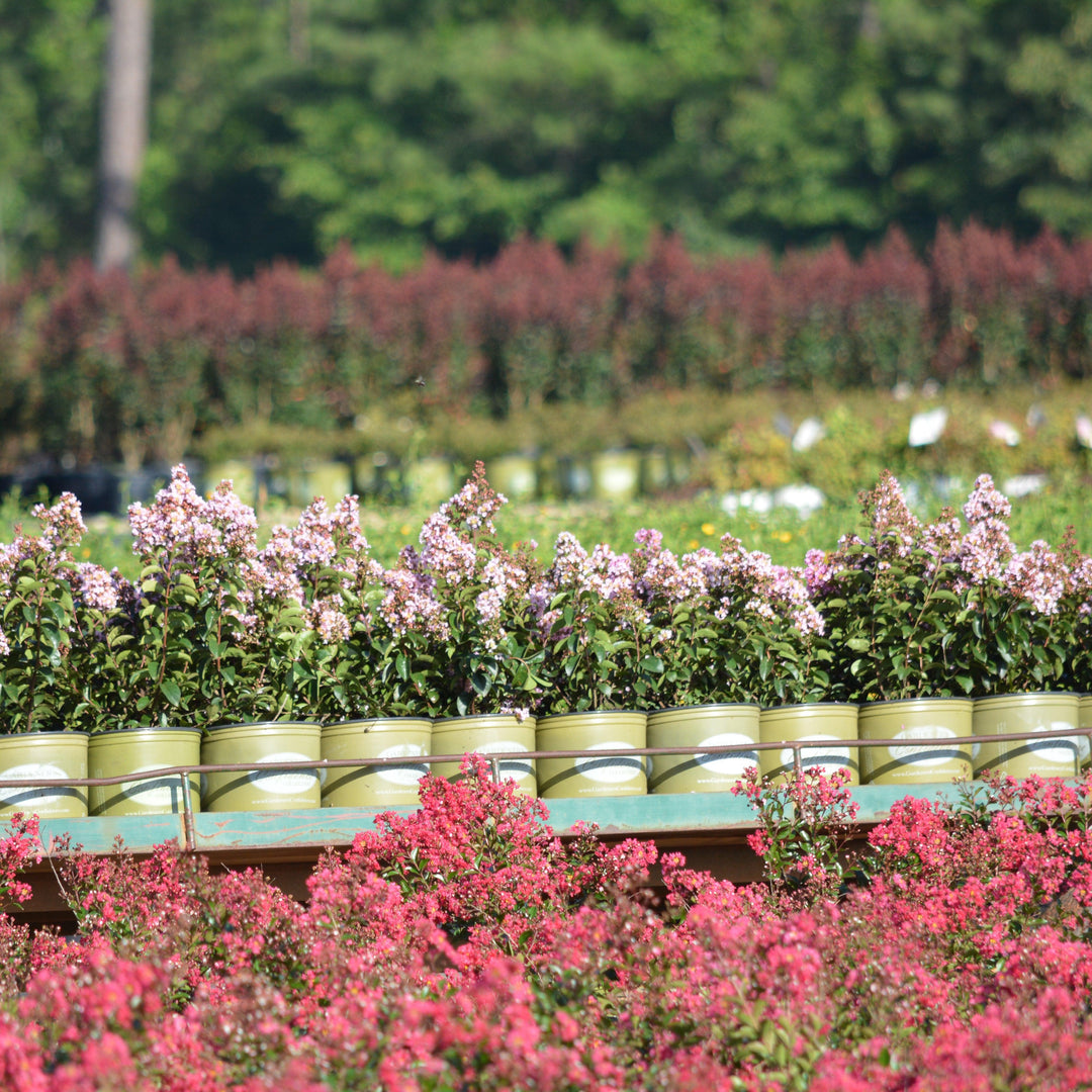 Lagerstroemia ‘GAMAD V’ PP17,411 ~ Dazzle® Me Pink Dwarf Crape Myrtle-ServeScape
