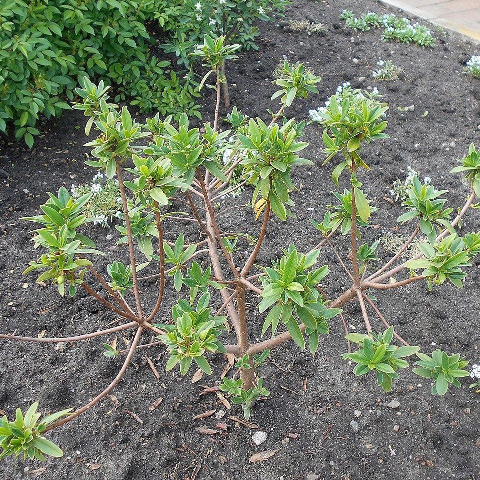 Daphne odora ~ Winter Daphne-ServeScape