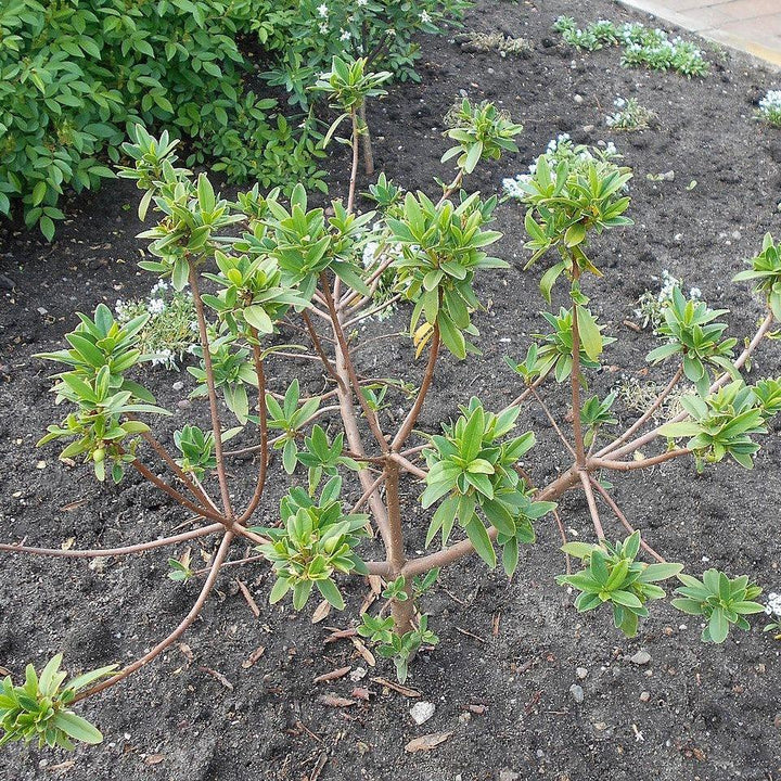 Daphne odora ~ Winter Daphne-ServeScape
