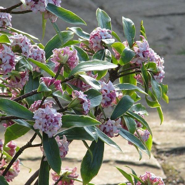 Daphne odora 'Aureomarginata' ~ Gold-Edged Winter Daphne-ServeScape