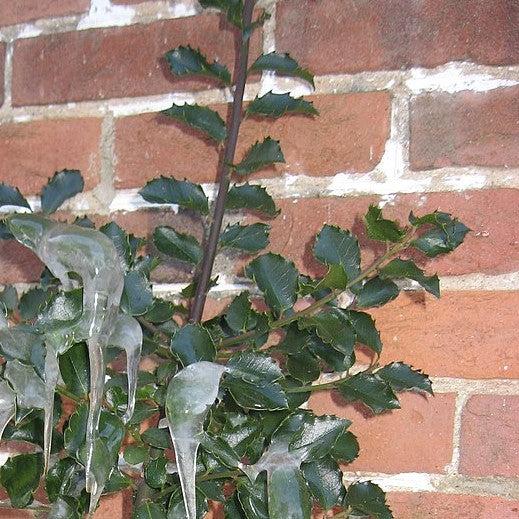 Ilex x 'Homefire' ~ Homefire Holly-ServeScape