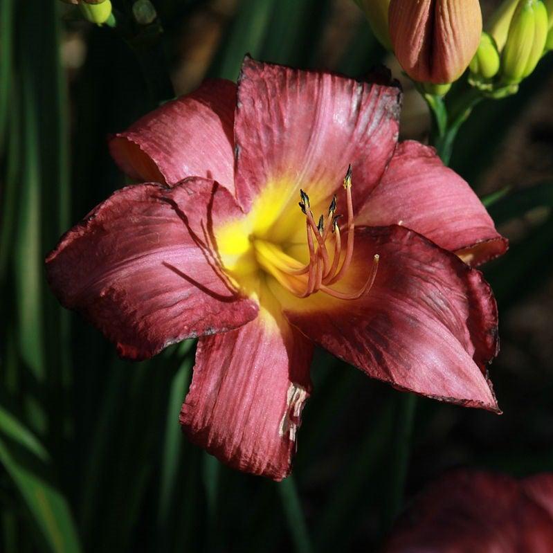 Hemerocallis 'Stella in Purple' ~ Stella in Purple Daylily-ServeScape