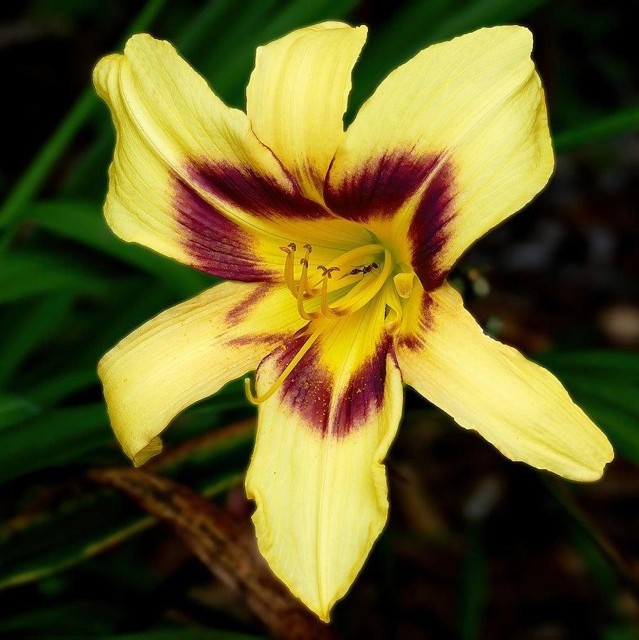 Hemerocallis 'Bonanza' ~ Bonanza Daylily-ServeScape