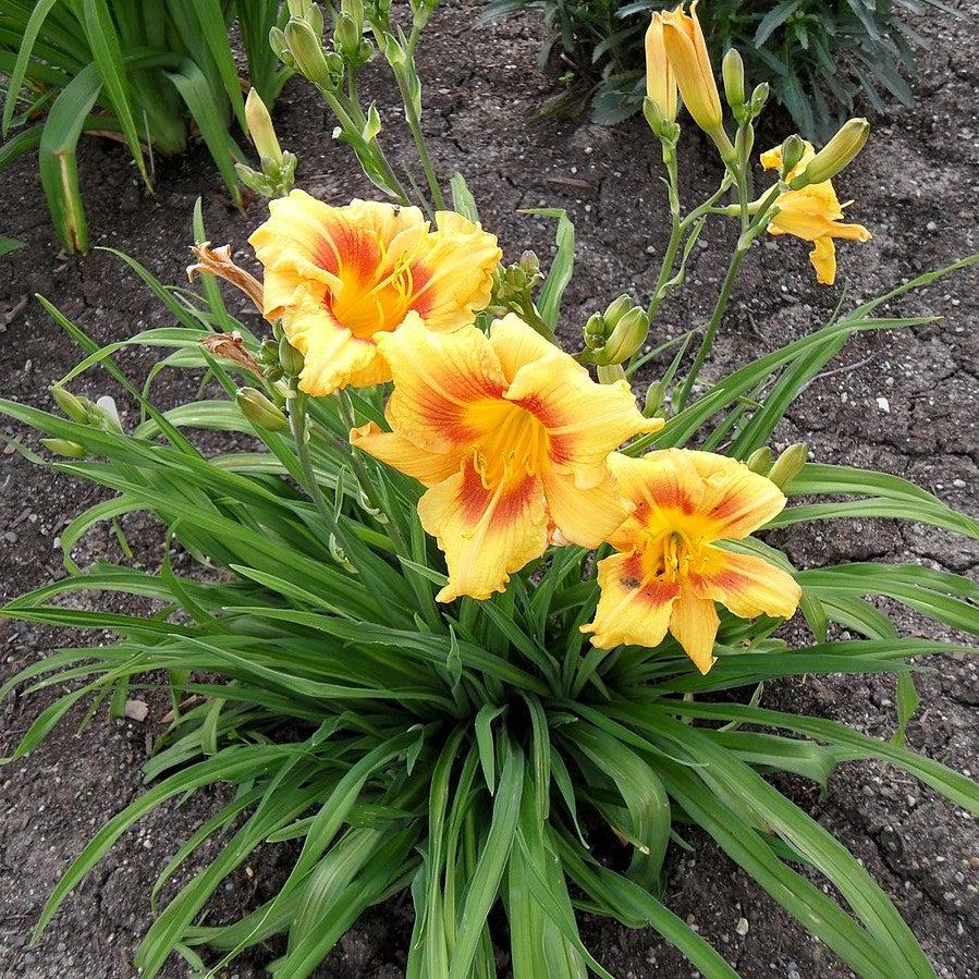 Hemerocallis 'Black Eyed Stella' ~ Black Eyed Stella Daylily-ServeScape