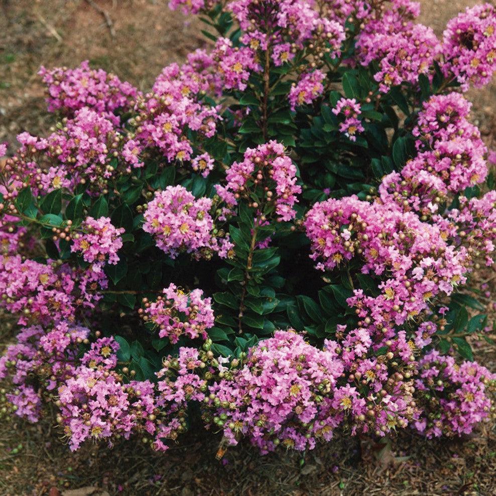 Lagerstroemia ‘GAMAD V’ PP17,411 ~ Dazzle® Me Pink Dwarf Crape Myrtle-ServeScape