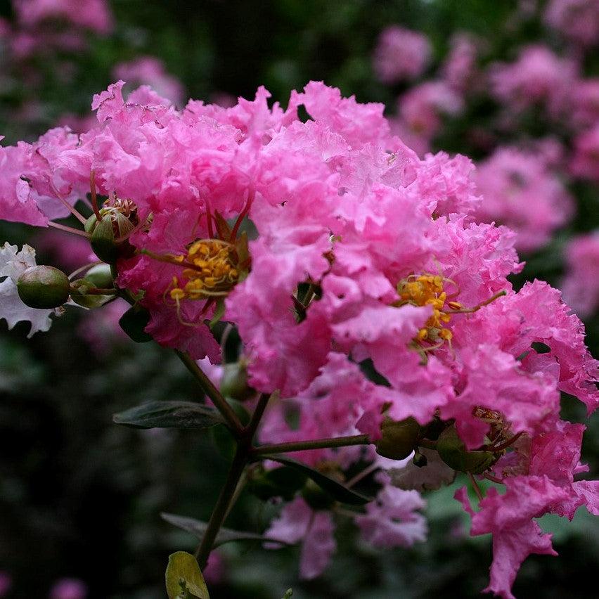 Lagerstroemia 'Dark Roast' PP32954 ~ BARISTA® Dark Roast Crape Myrtle-ServeScape