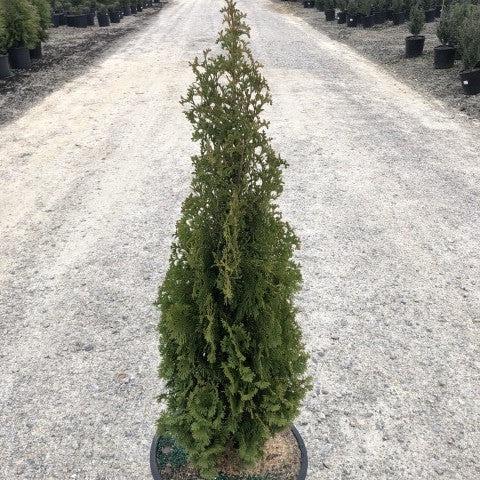Thuja occidentalis 'DeGroot's Spire' ~ DeGroot's Spire Arborvitae-ServeScape