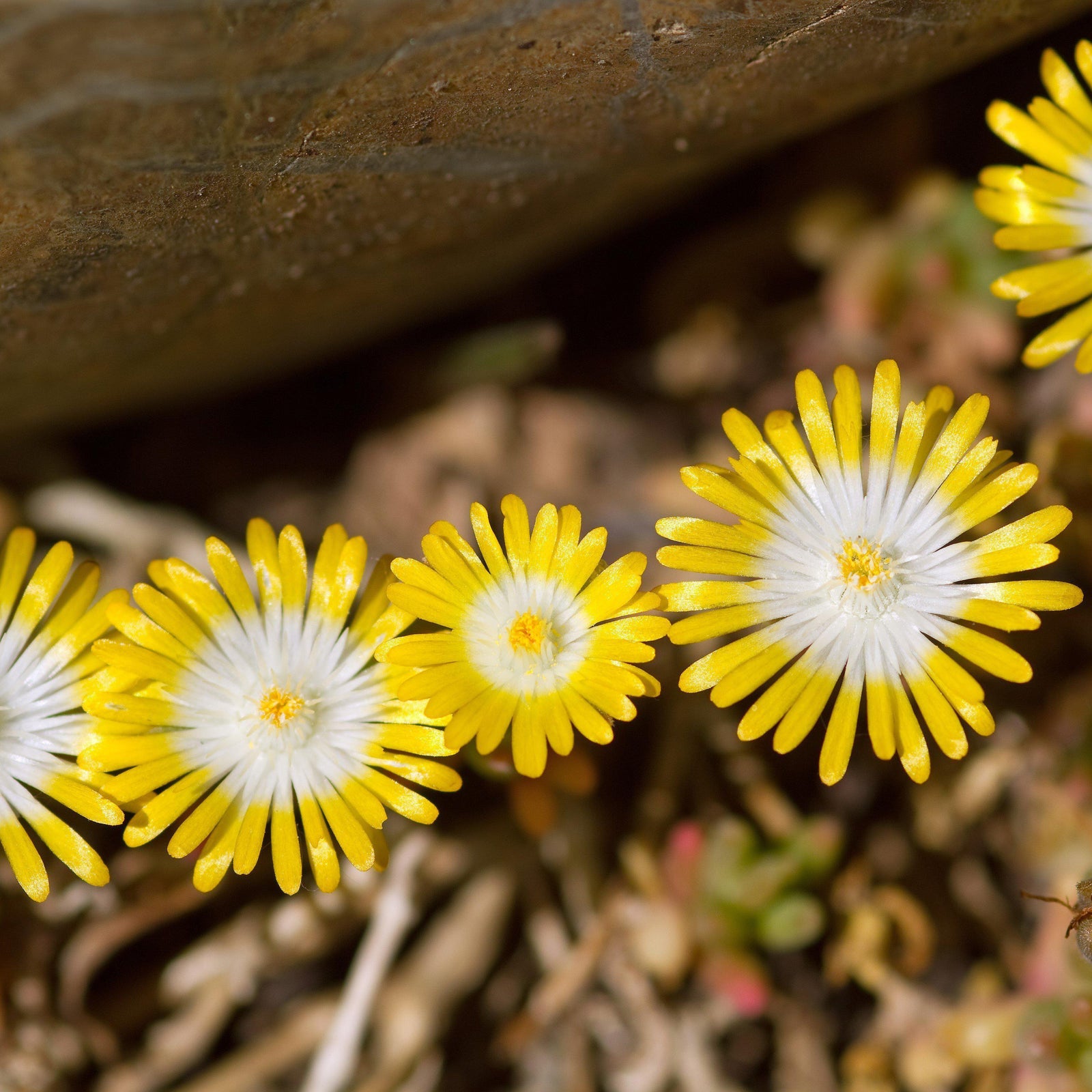 Delosperma 'Banana Blast' ~ Hot Cakes® 'Banana Blast' Ice Plant-ServeScape