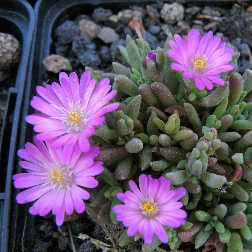Delosperma 'Beaufort West' ~ Beaufort West Ice Plant-ServeScape