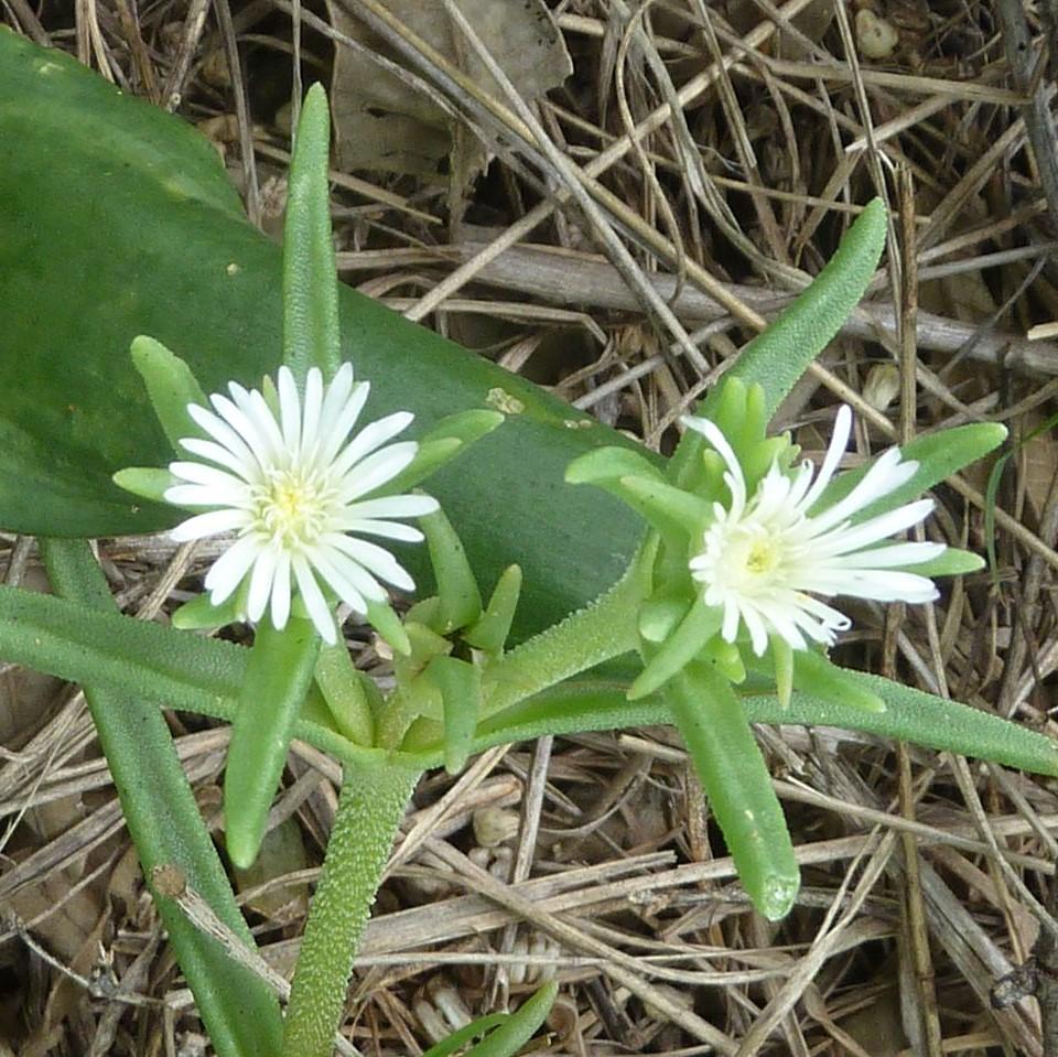 Delosperma 'Osberg' ~ Osberg Ice Plant-ServeScape