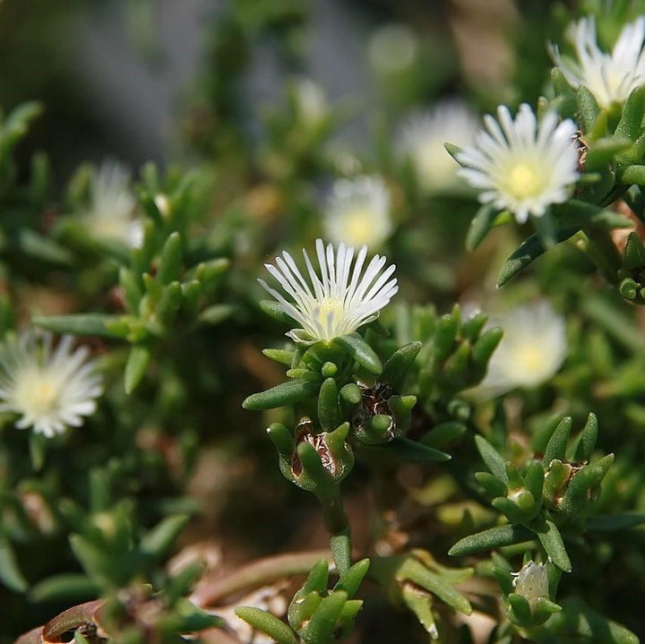 Delosperma 'Osberg' ~ Osberg Ice Plant-ServeScape