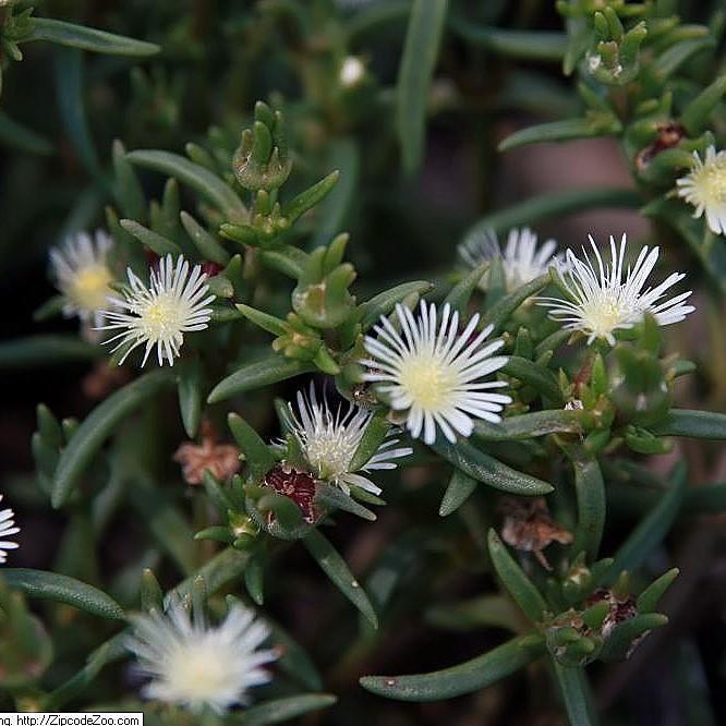 Delosperma 'Osberg' ~ Osberg Ice Plant - Delivered By ServeScape