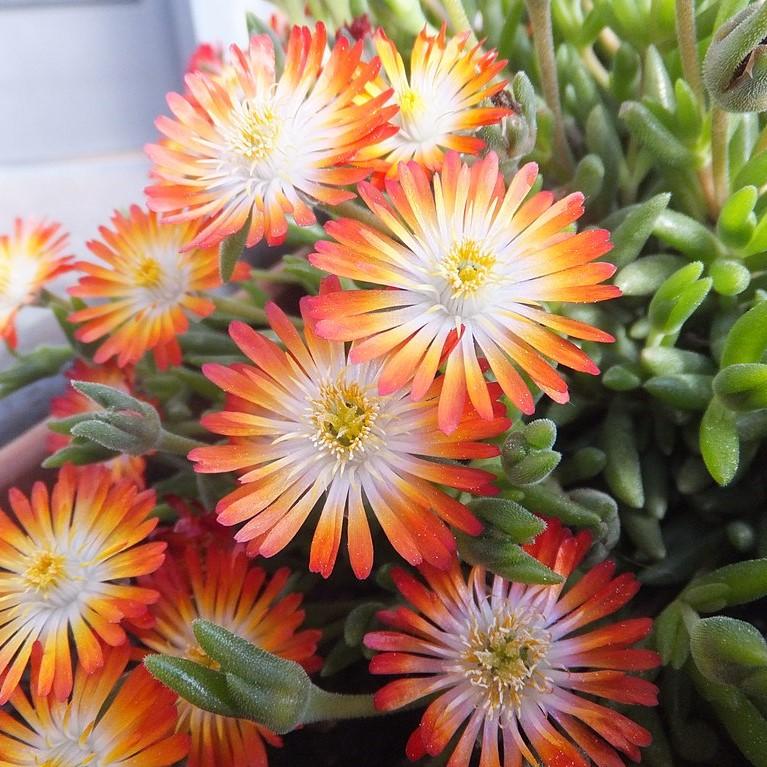 Delosperma 'Pumpkin Perfection' ~ Hot Cakes® 'Pumpkin Perfection' Ice Plant-ServeScape