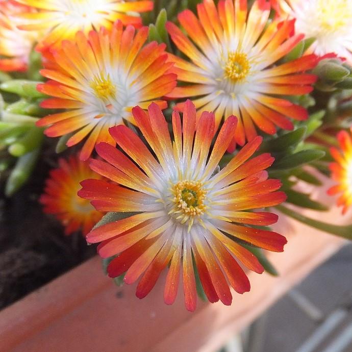 Delosperma 'Pumpkin Perfection' ~ Hot Cakes® 'Pumpkin Perfection' Ice Plant-ServeScape