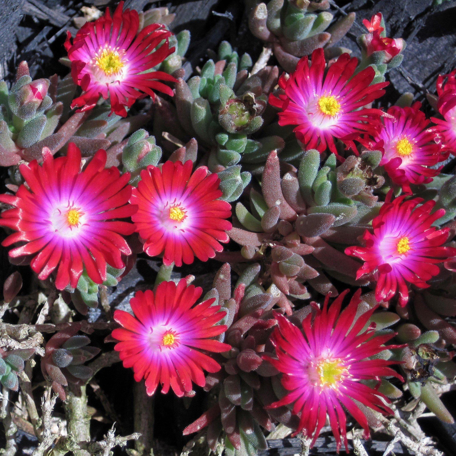 Delosperma 'Saucy Strawberry' ~ Hot Cakes® 'Saucy Strawberry' Ice Plant-ServeScape