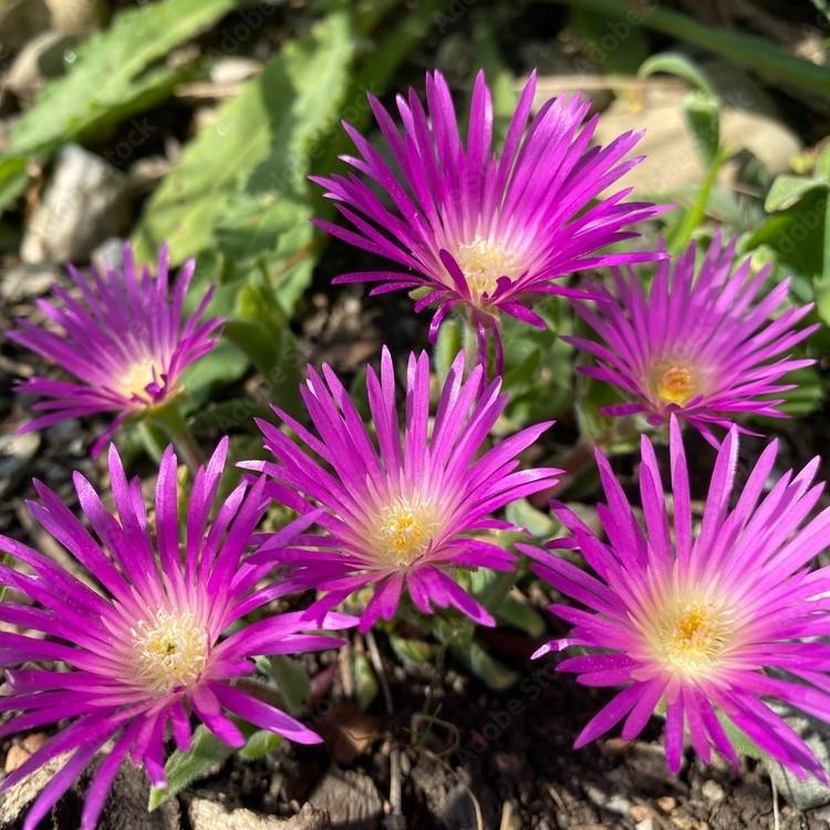 Delosperma ashtonii 'Blut' ~ Blut Ice Plant-ServeScape