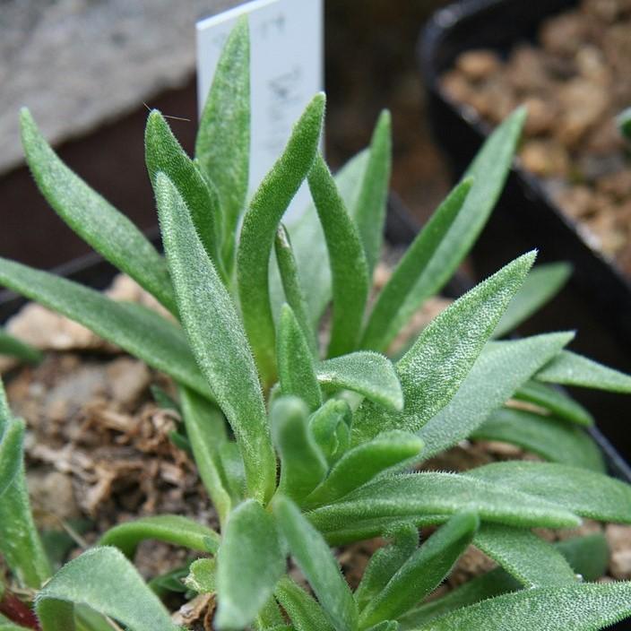 Delosperma ashtonii 'Blut' ~ Blut Ice Plant-ServeScape
