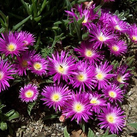 Delosperma ashtonii 'Blut' ~ Blut Ice Plant - Delivered By ServeScape