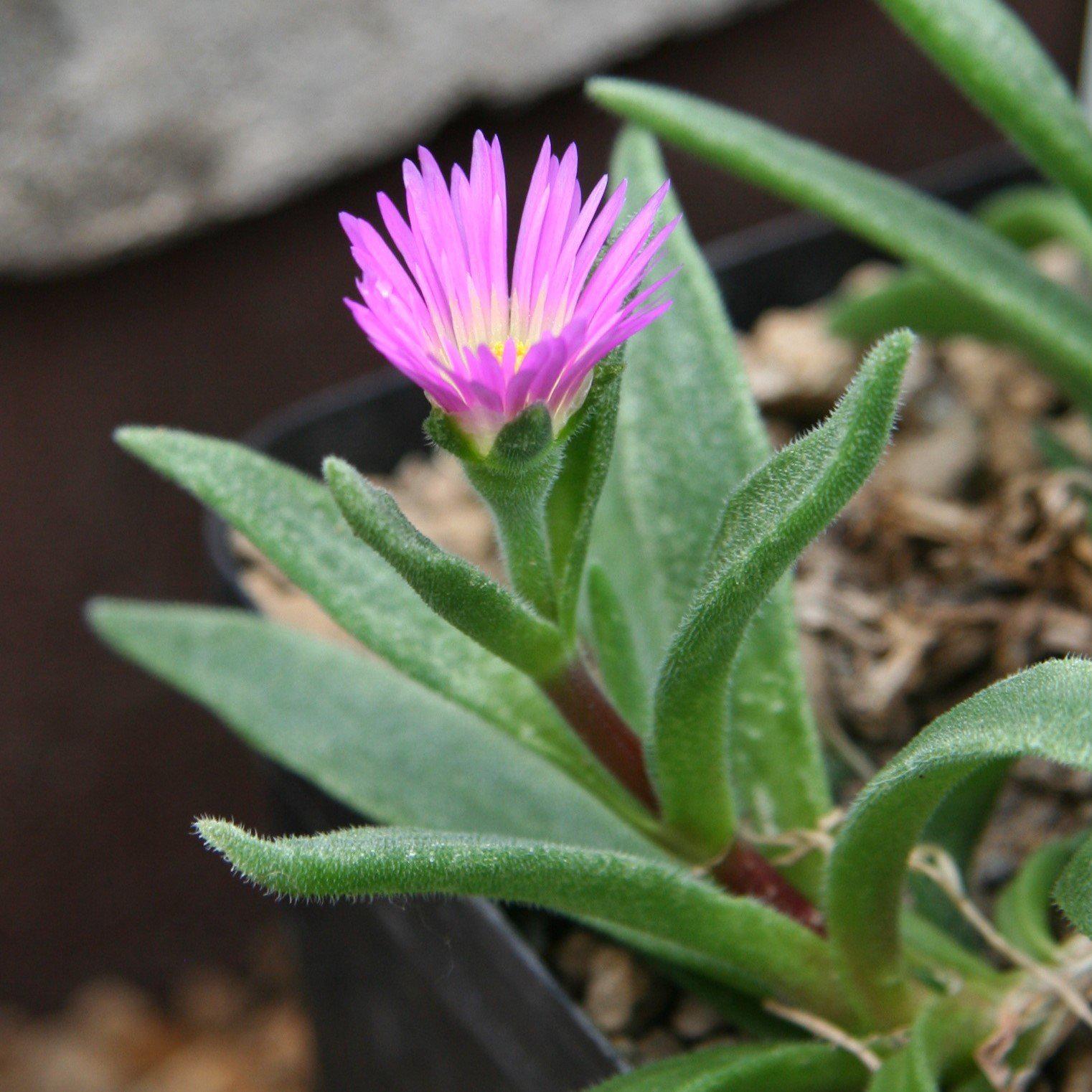 Delosperma ashtonii ~ Ice Plant - Delivered By ServeScape