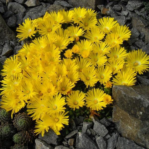 Delosperma congestum 'Gold Nugget' ~ Gold Nugget Ice Plant - Delivered By ServeScape