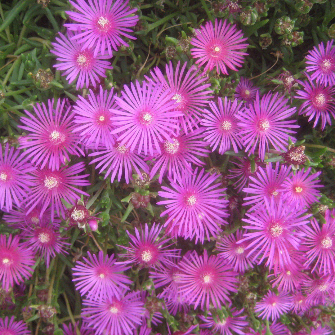 Delosperma cooperi '18CAN62' ~ Jewel of Desert® Candystone Ice Plant-ServeScape