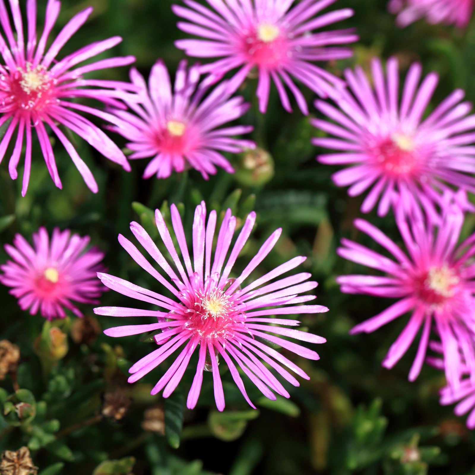 Delosperma cooperi '18CAN62' ~ Jewel of Desert® Candystone Ice Plant-ServeScape