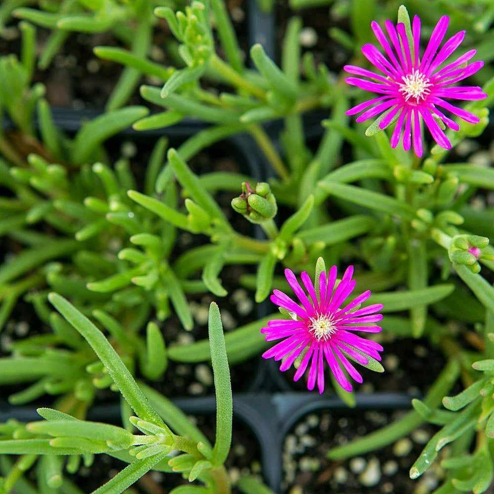 Delosperma cooperi  ~ Hardy Ice Plant - Delivered By ServeScape